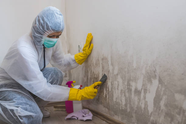 Trusted Washington, IL Mold Removal Experts