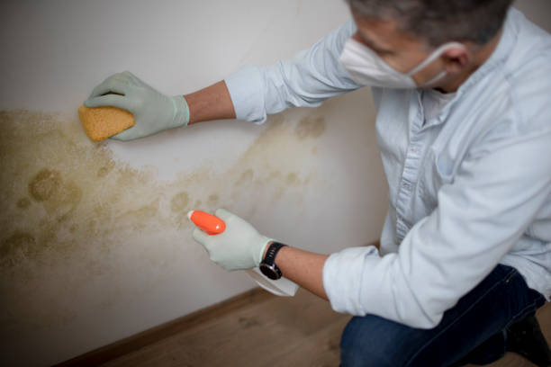 Best Local Mold Removal Service  in Washington, IL