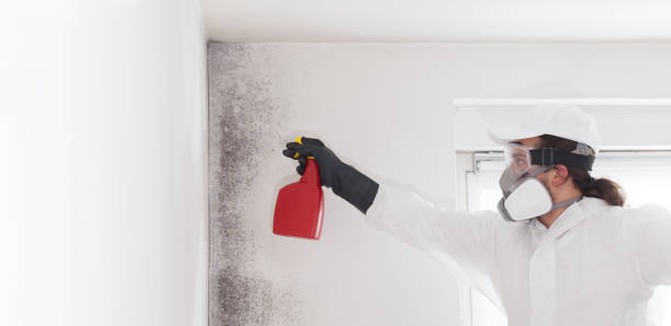 Best Affordable Mold Removal  in Washington, IL