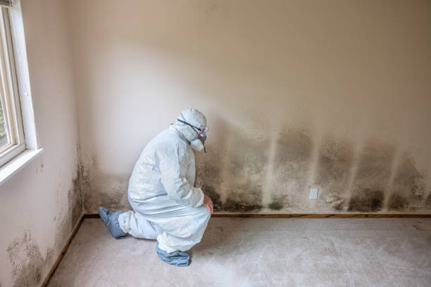 Best Best Mold Removal Companies  in Washington, IL